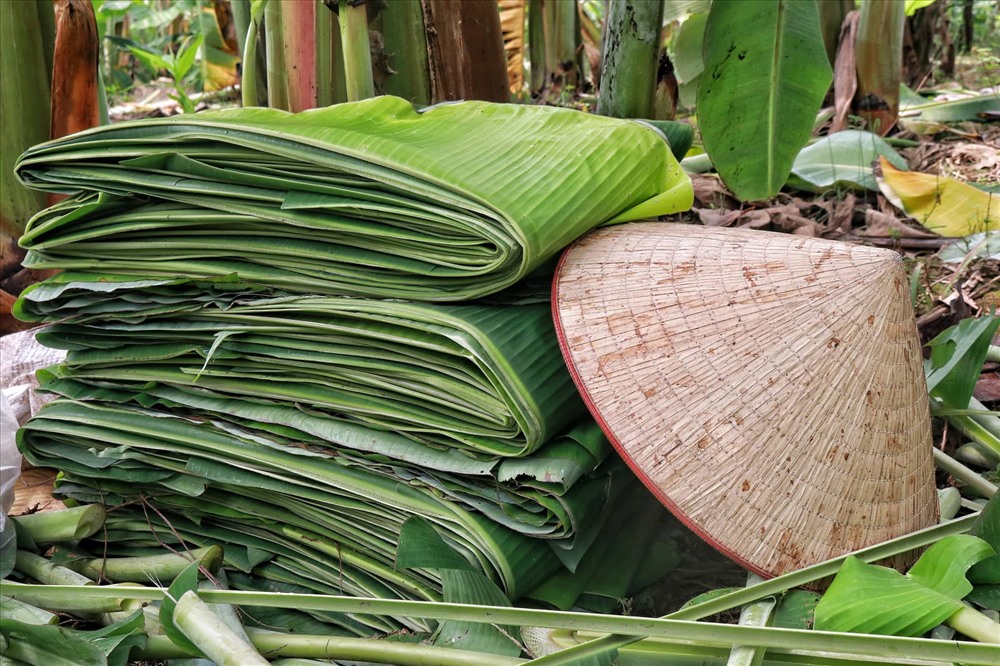 Lá[-]chuối[-]thay[-]nilon,[-]người[-]dân[-]kiếm[-]bạc[-]triệu[-]từ[-]nghề[-]chặt[-]lá[-]chuối